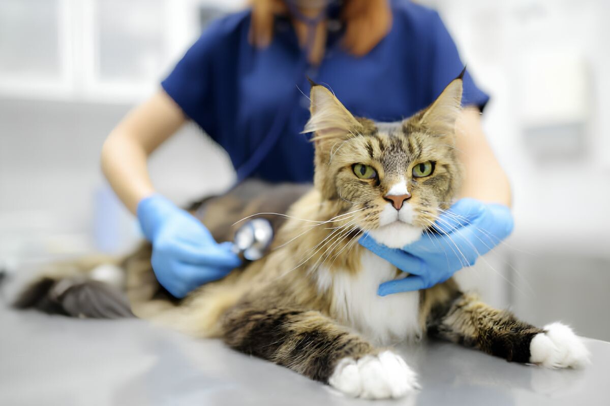 Мейн-кун у ветеринара