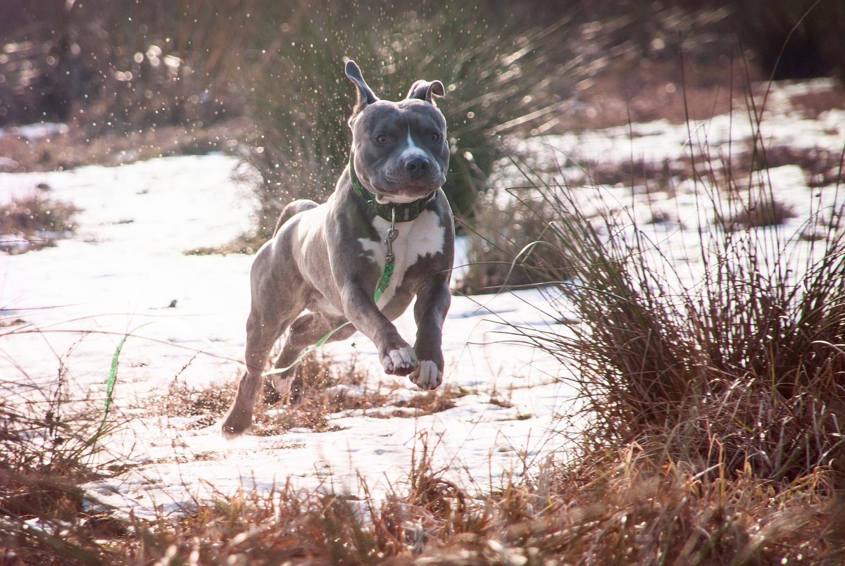 Стаффордширский бультерьер