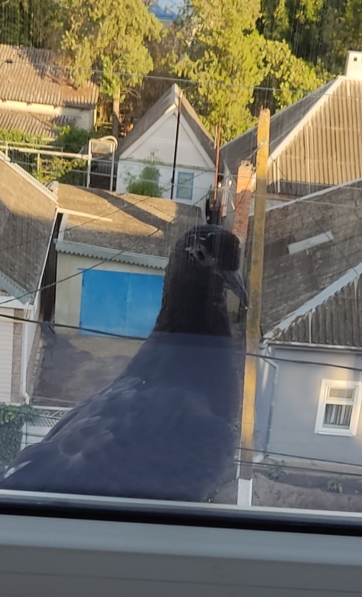 Иногда заглядывают в окна)))