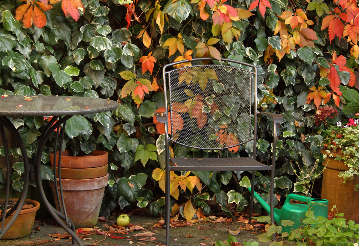    Скрыться от посторонних глаз, а заодно от солнца и ветра помогут вьющиеся растения