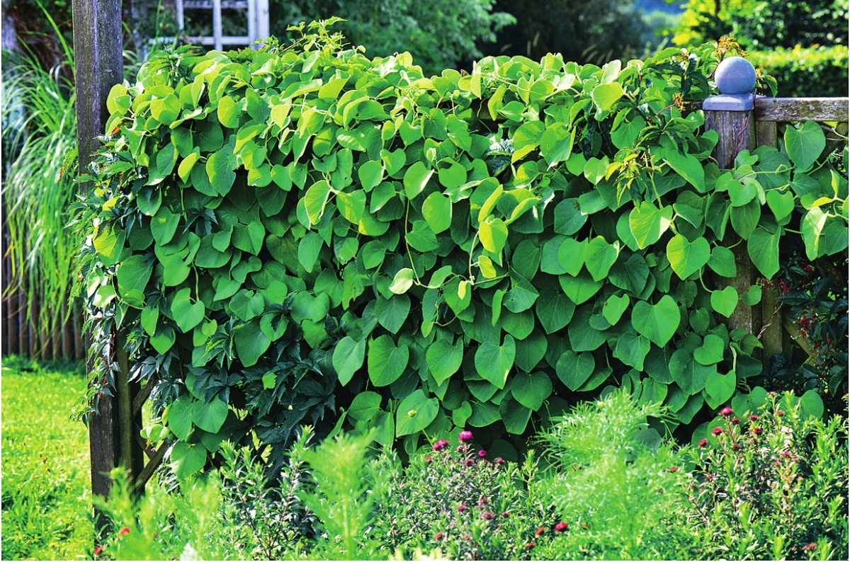    Когда кирказон расправляет листья, у любопытных глаз не остается ни единого шанса