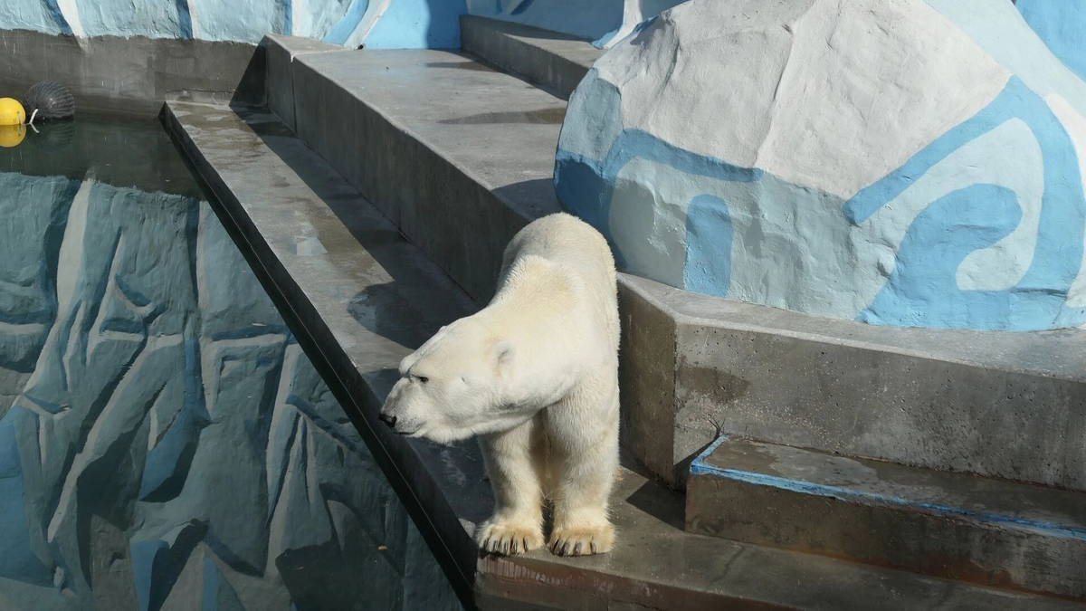 Фото: Эмилия Губарева. atas.info. Зоопарк можно будет посмотреть бесплатно
