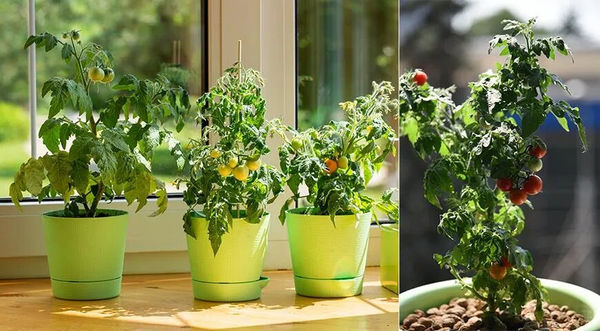   С одного горшечного томата при соблюдении всех условий выращивания можно собрать до килограмма урожая помидоров. При этом от посева до сбора урожая проходит примерно 4–5 месяцев