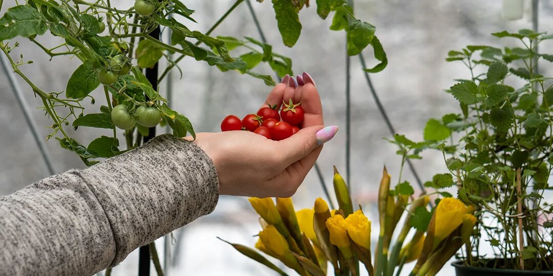 Какие овощи и пряные травы можно вырастить дома на подоконнике