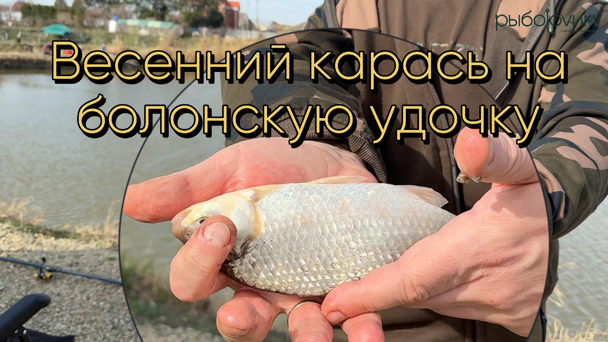 Карась на удочку. Фото автора, при использовании ссылка обязательна.