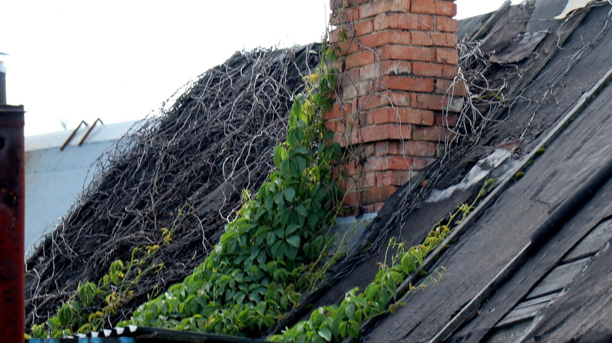 Фото: 1MI. Пенсионеров обманывали, а крыши не чинили
