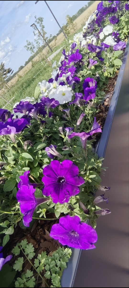 Красивая клумба