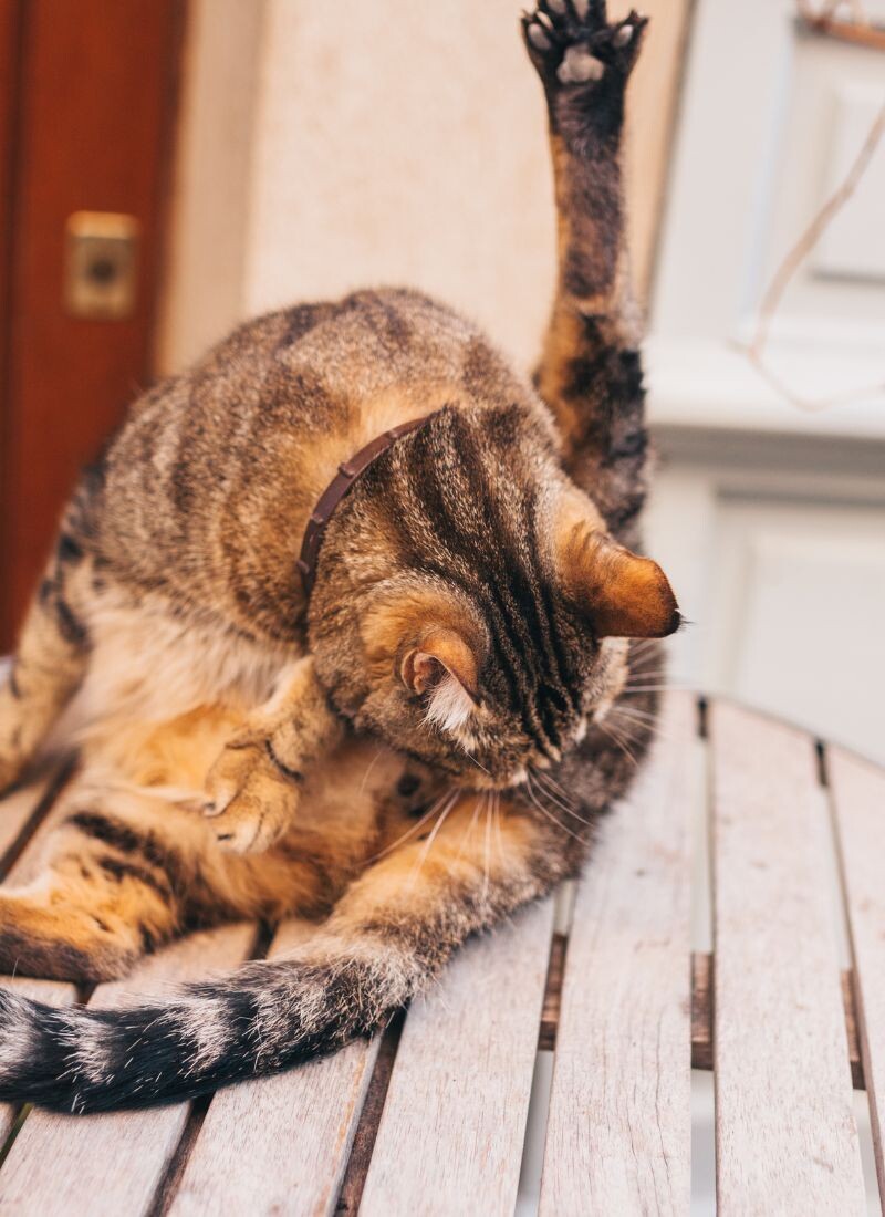 Кот постоянно лижет под хвостом