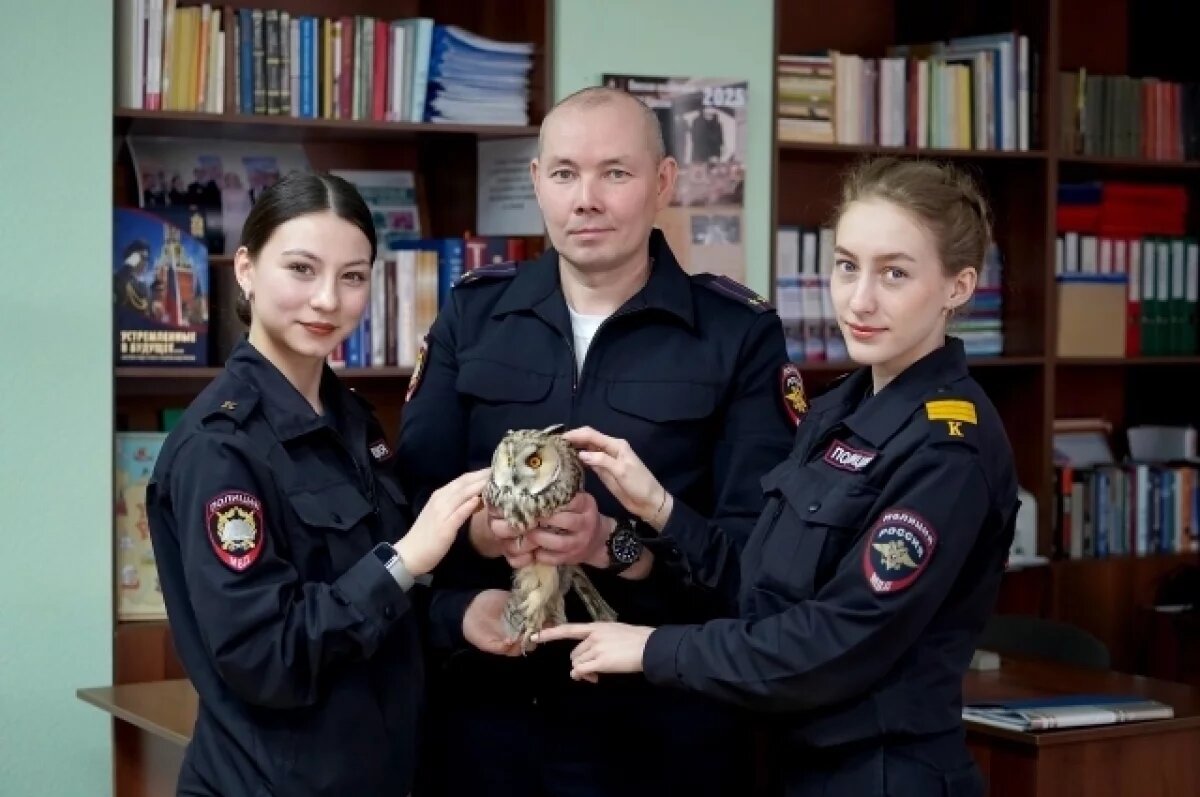    В Омске будущие полицейские спасли сову от сорок и ворон