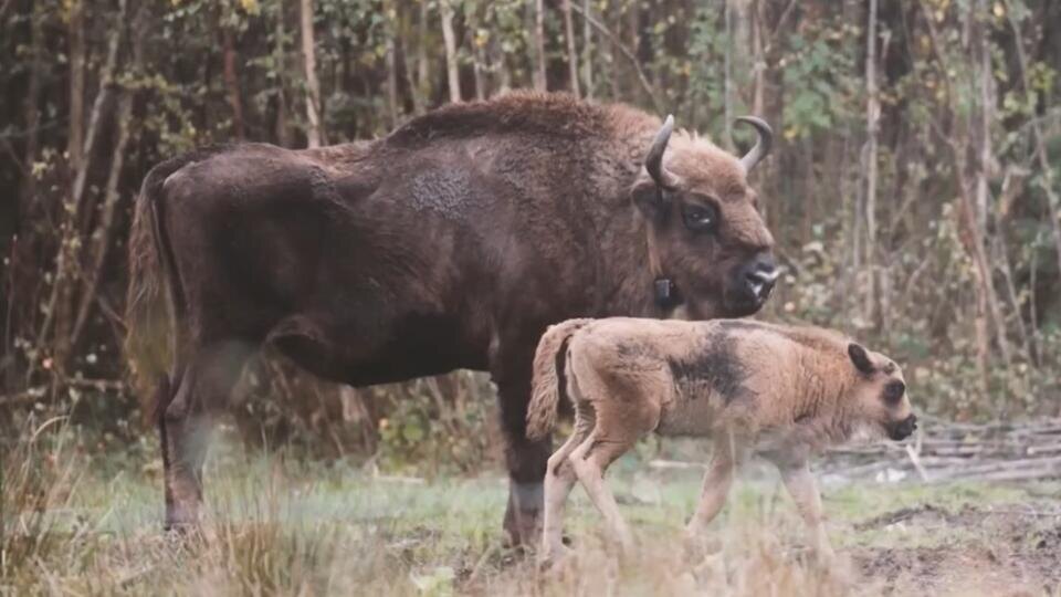 Фото: © Кадр из программы "Невероятно интересные истории", РЕН ТВ