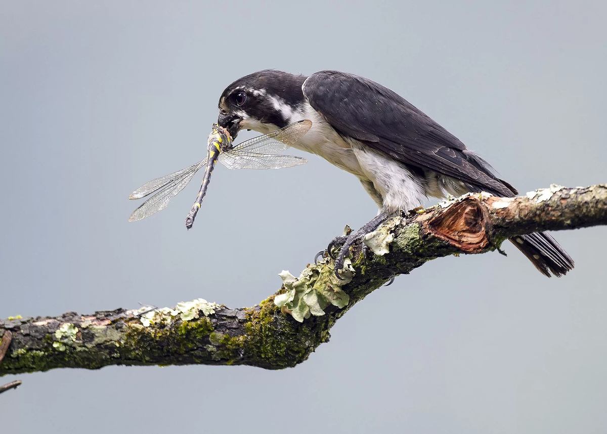 Карликовый сокол: 15 см ярости с аппетитом на стрекоз и самоуверенность