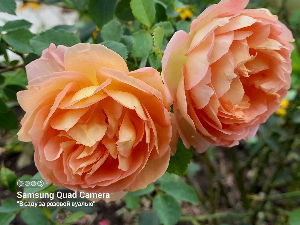 Lady of Shalott, Austin, 2009, английская роза