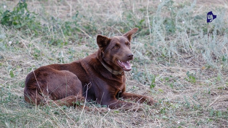      Фото: ИА «Победа26»