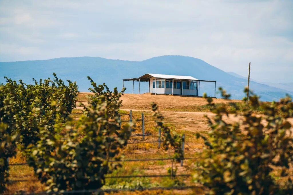 Перед закладкой сада руководство ООО «Полоса» обращалось за консультацией к специалистам из Италии и Израиля. // Фото: agropolosa.ru