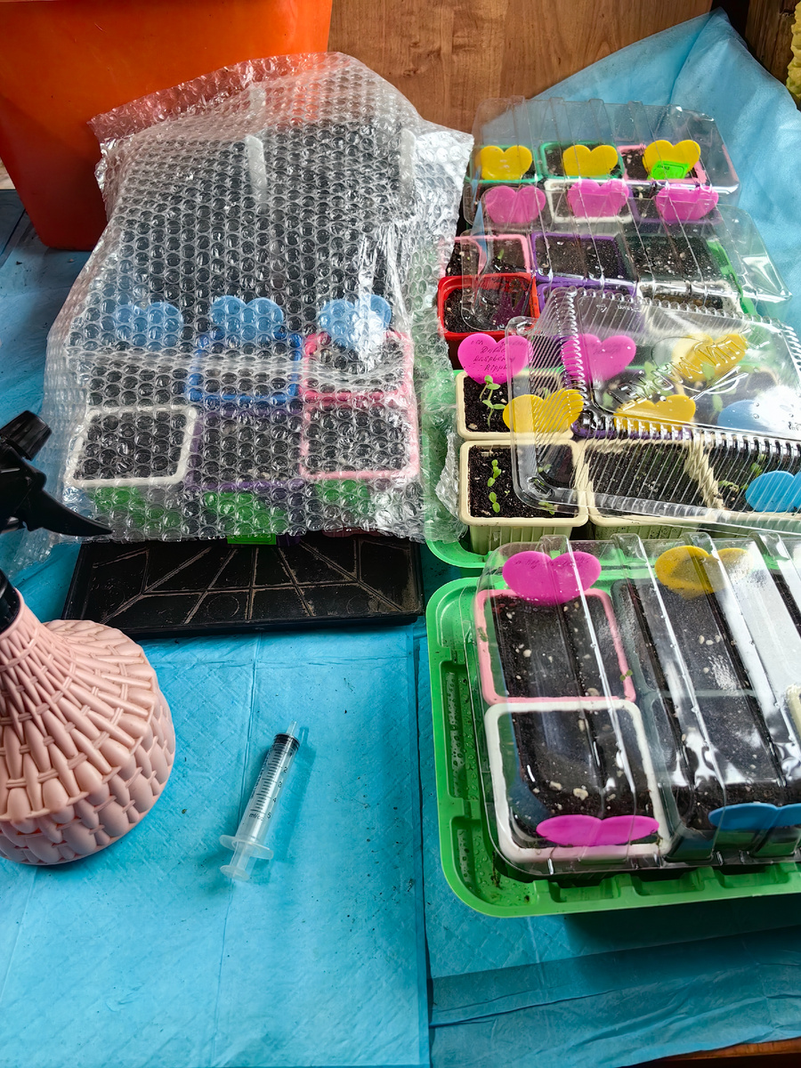 Пока это мини-огород