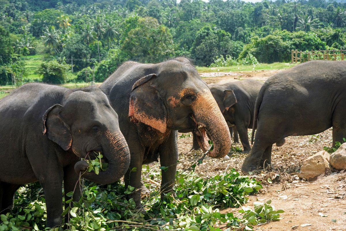 Когда можно увидеть слонов? Когда можно увидеть китов?