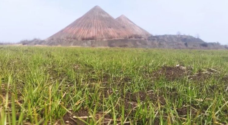    Как складывается фитосанитарная обстановка на полях озимых в ЛНР