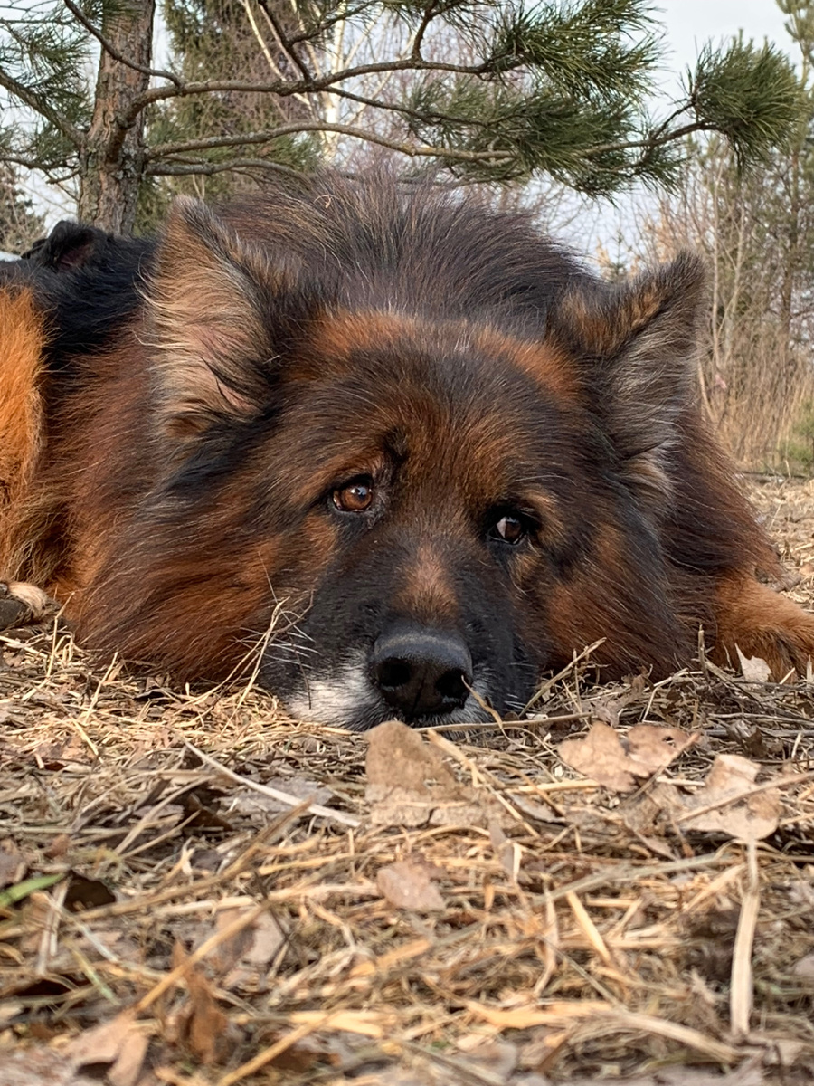 Клеошлосс Неаполь длинношерстный красавец.