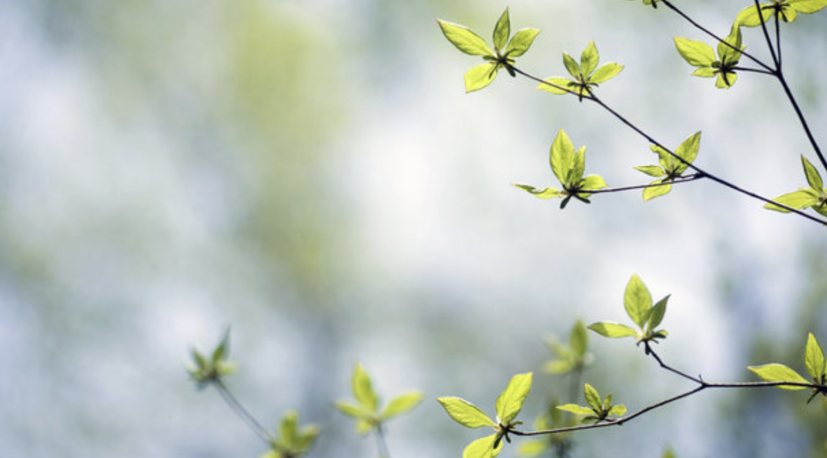 Фото: из открытых интернет-источников