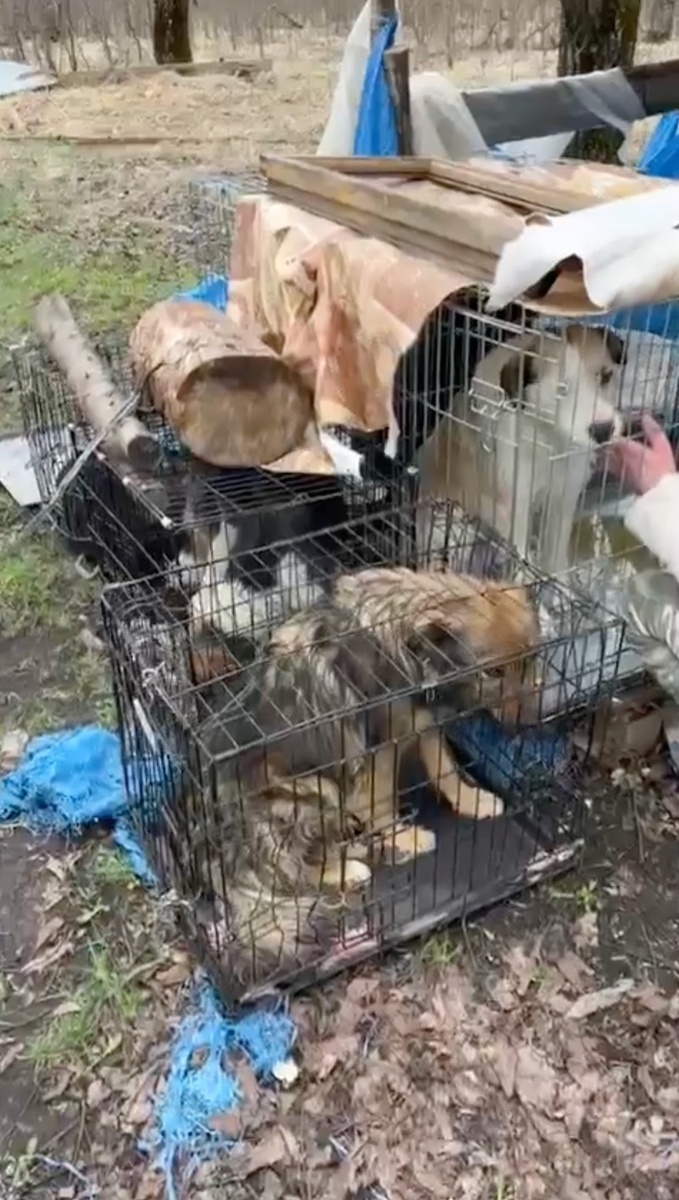      Фото: кадр из видео от приюта «Лучший друг»