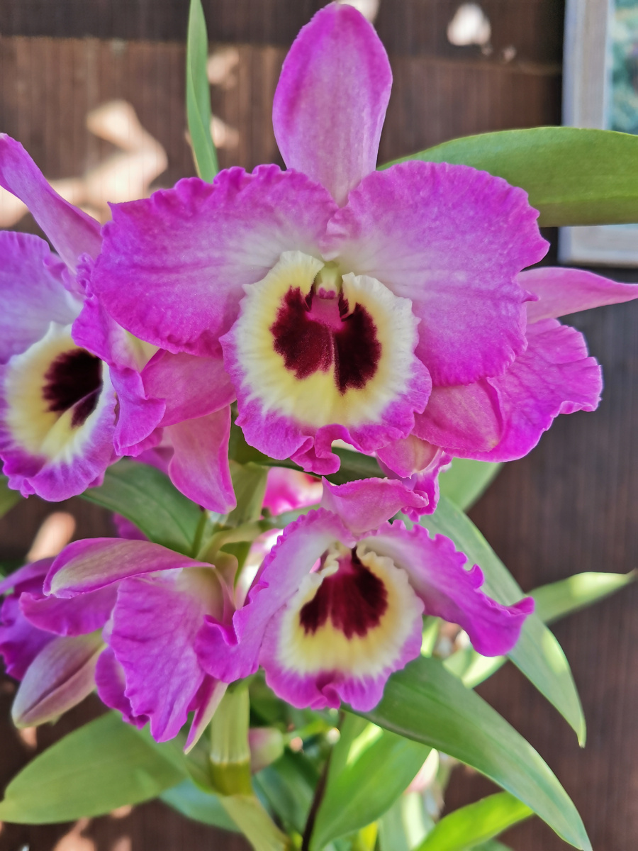 Дендробиум Нобиле фото 2021г