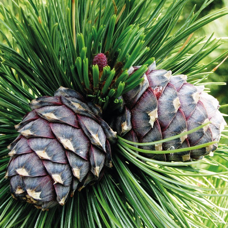 Побег с шишками. Видите отличия от сибирского? И я не вижу.