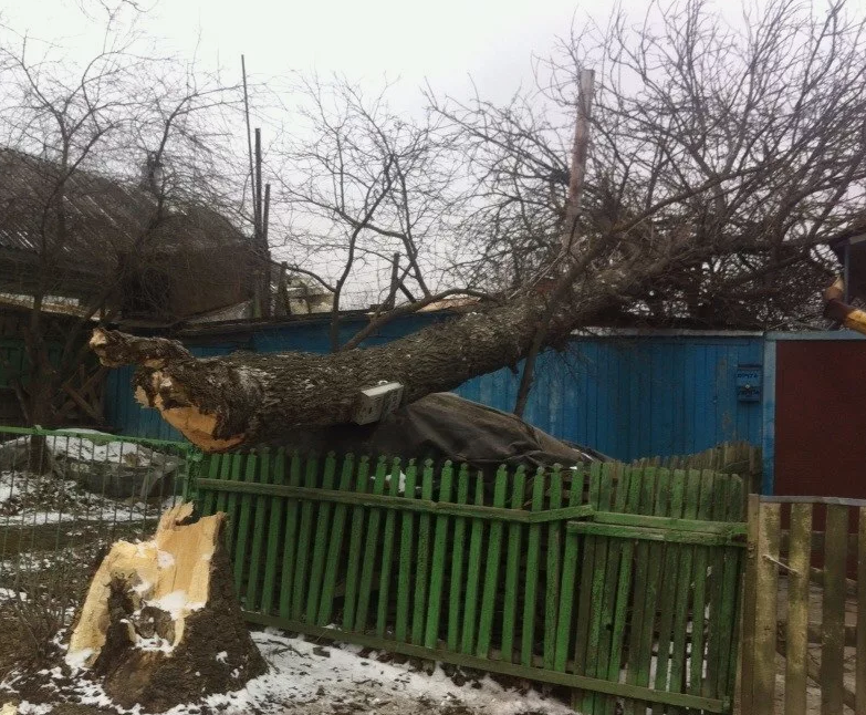 Упало дерево