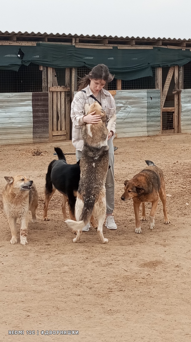 Приют ДворНяшки