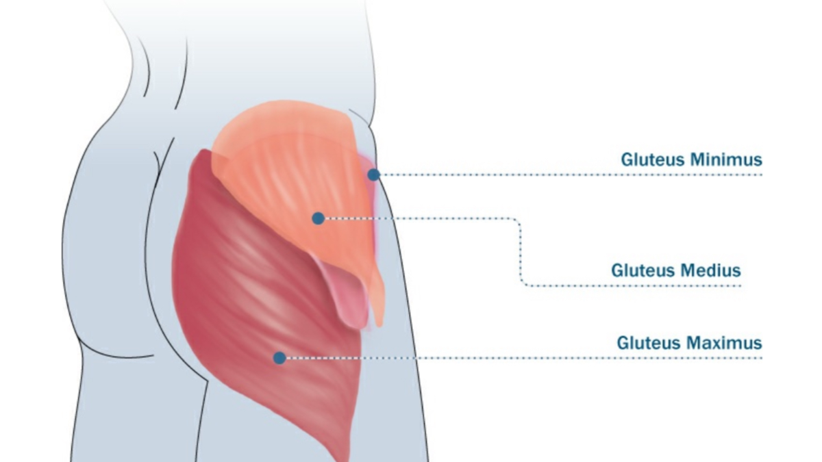 Анатомия ягодиц: большая, средняя и малая мышцы