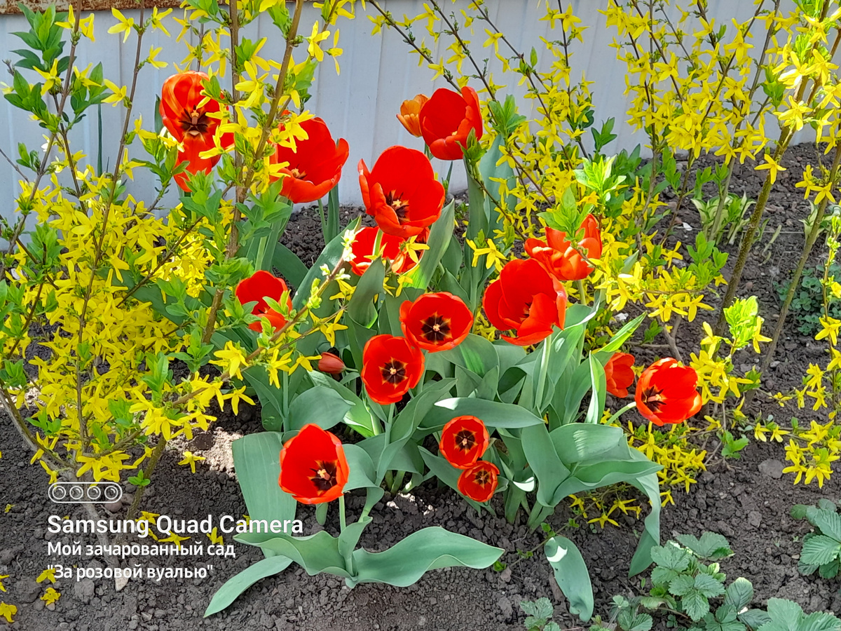 Форзиция и тюльпаны красные класса триумф - апрель 2024 года.
