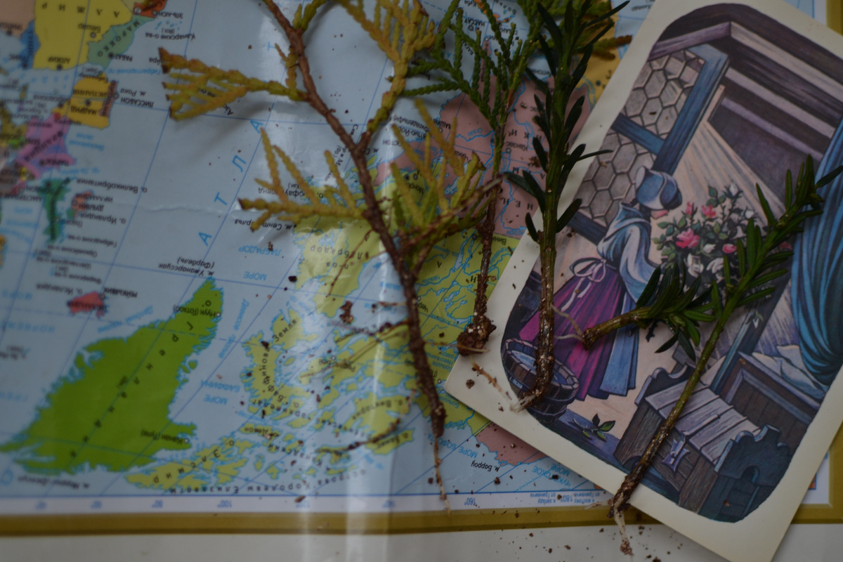 Тиссы справа и туи где-то в районе Канады