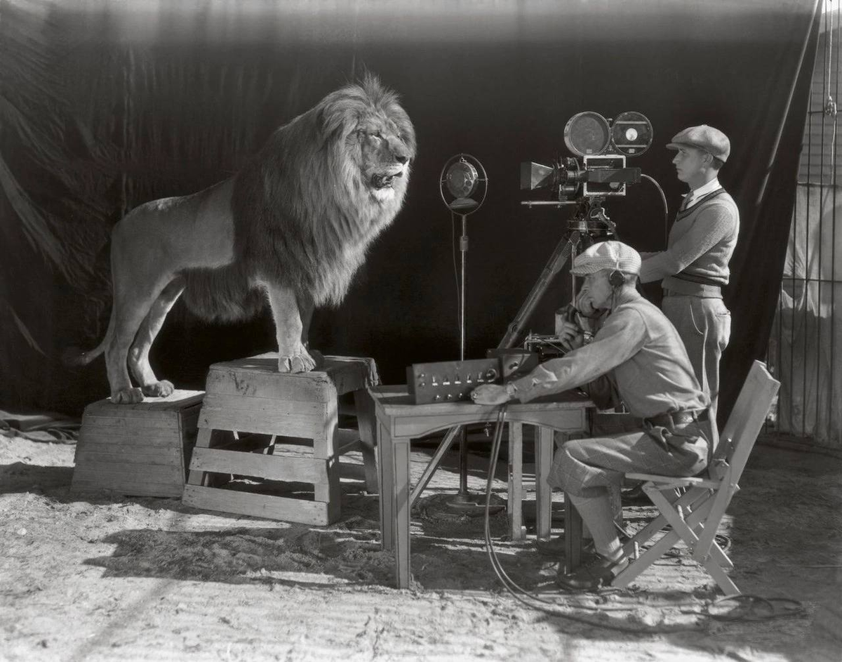 Лев из Metro Goldwyn Mayer, 1928 год: процесс съёмки заставки — на фоне громоздкой камеры, окружённой людьми, царь зверей выглядит по-настоящему величественно