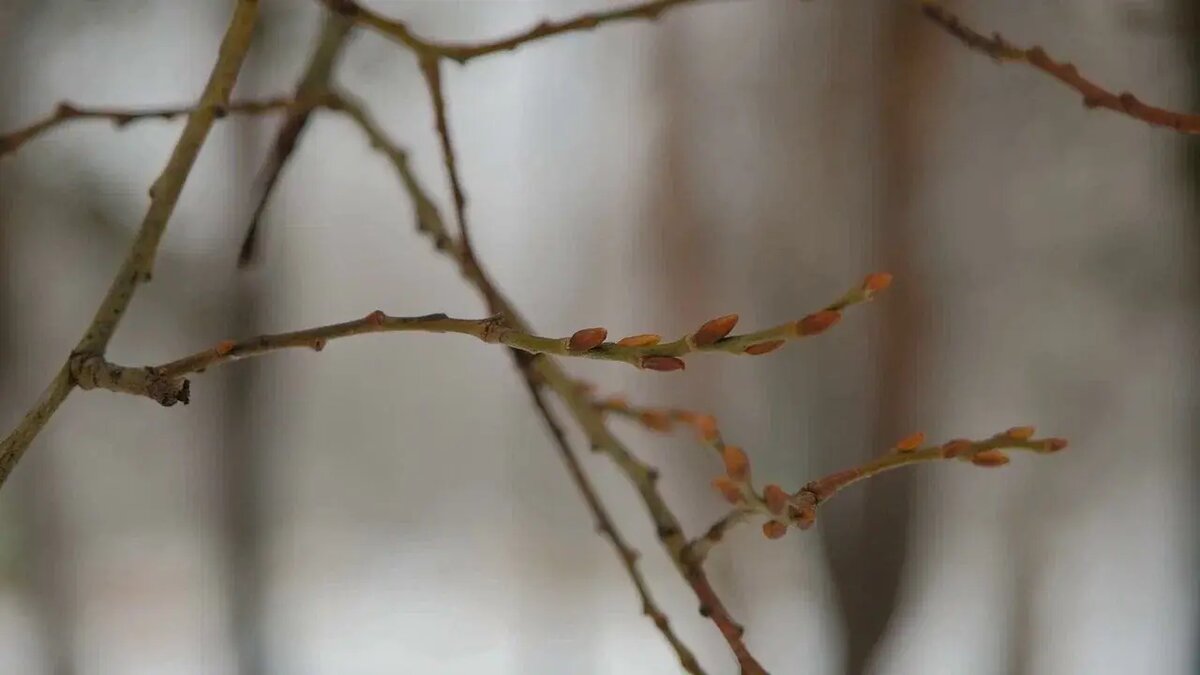    20 марта 2025 года началась астрономическая весна // Фото: НТР 24