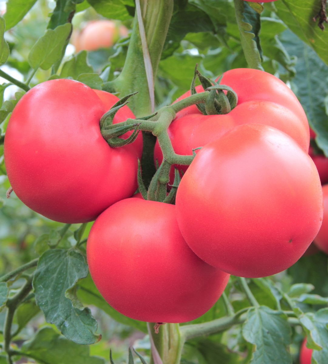 Томат Первоклашка