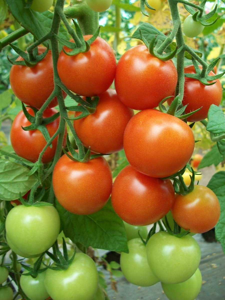 Томат Бетта