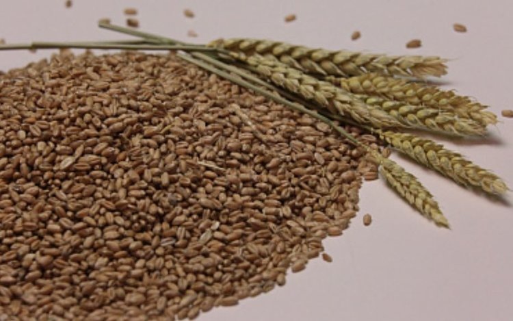    В ДНР разворачивается сев ранних яровых 2025