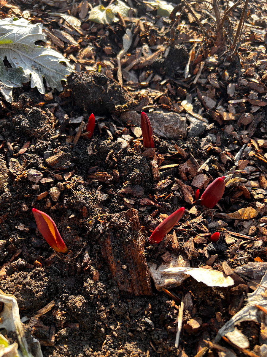 Тюльпаны самые первые. Какой-то прям ранний сорт по ходу. Остальных еще не видать