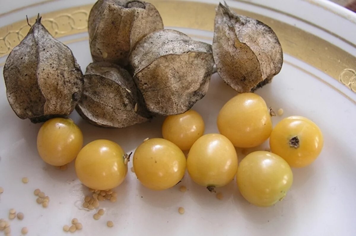    Физалис земляничный.