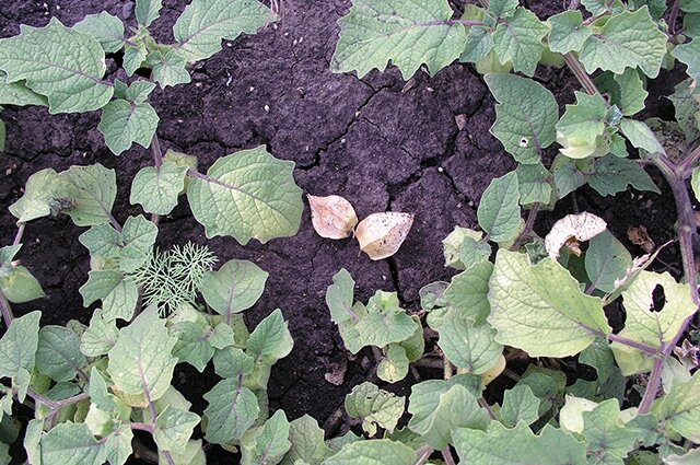    Физалис земляничный на грядке. Фото: Денис Терентьев