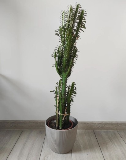 Фото: Яндекс Картинки