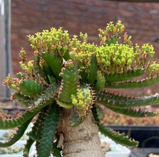 Фото: Яндекс Картинки