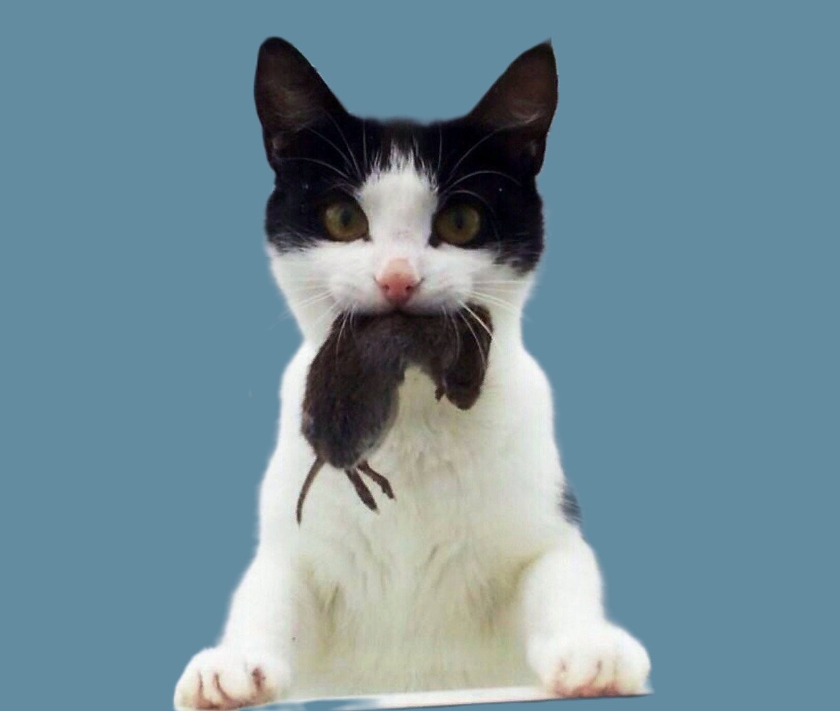 Кот с мышкой в зубах