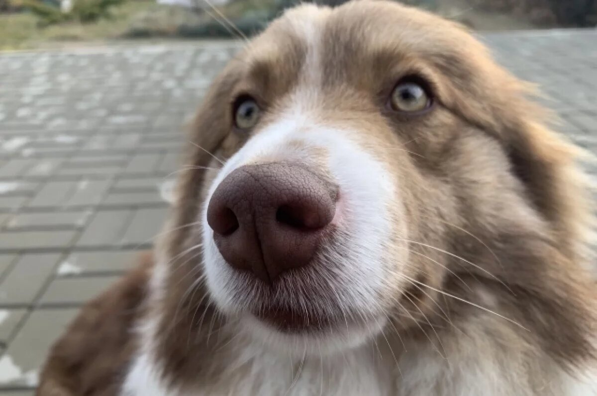    В скверах и парках Ульяновска появятся таблички для владельцев собак