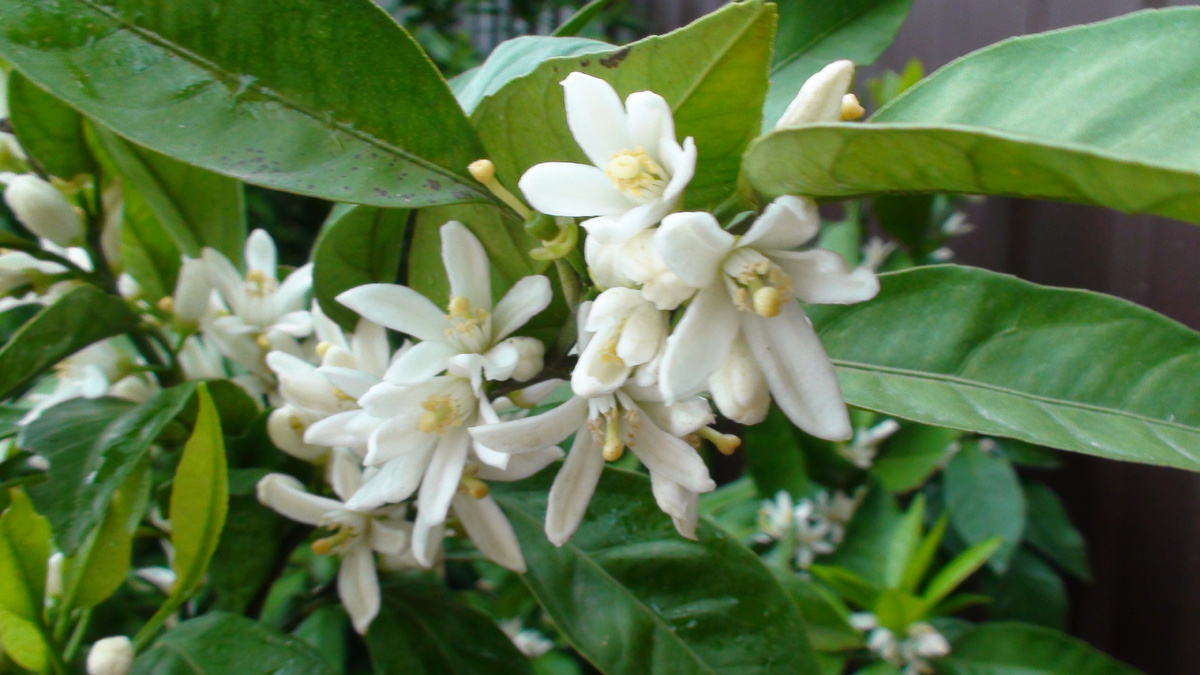 Вредители и болезни угрожают не только урожайности, но и жизнеспособности плодовых деревьев и кустарников