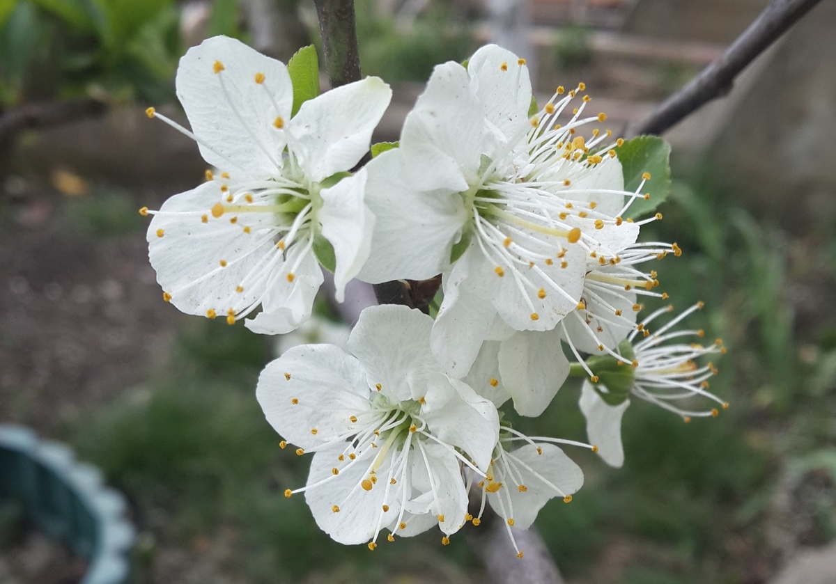 Последний этап обработки помогает защитить молодые плоды и предотвратить их повреждение.