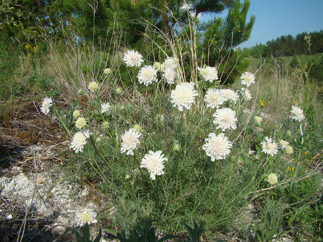 И это - тоже она!