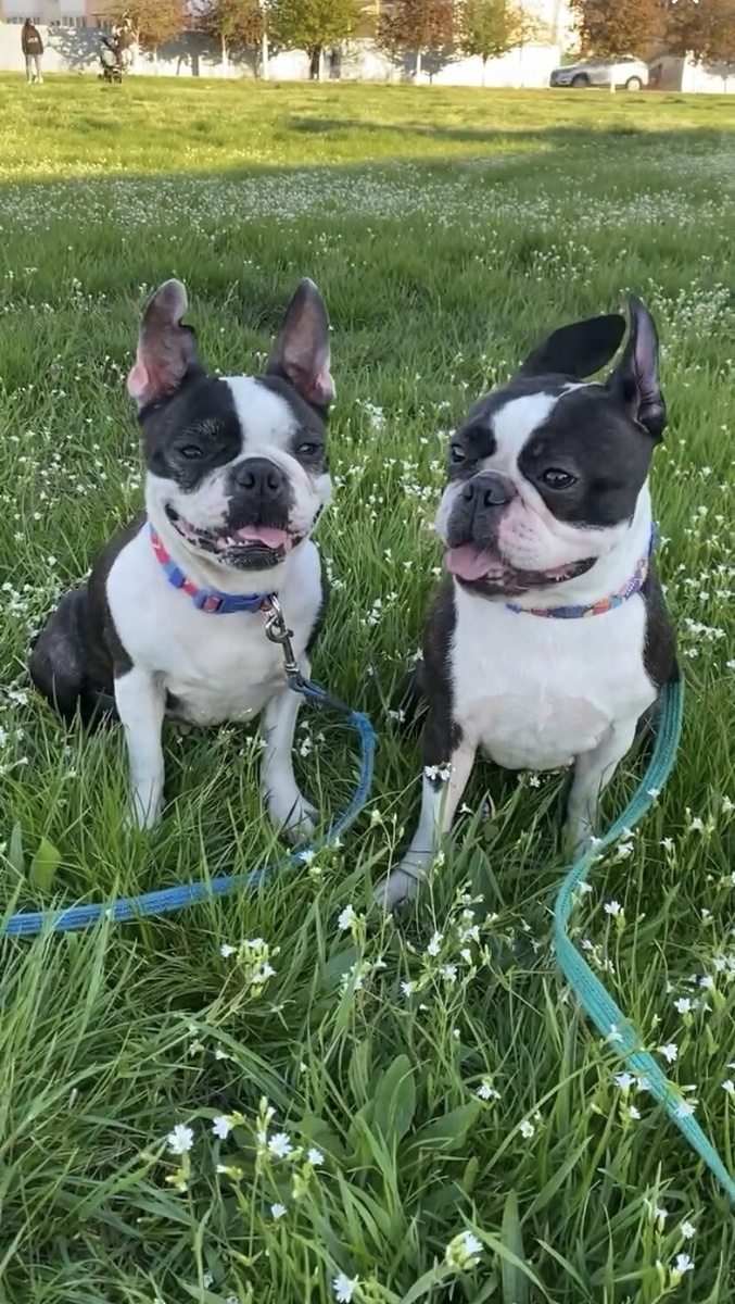 Бостон терьер Жанни и Фифа