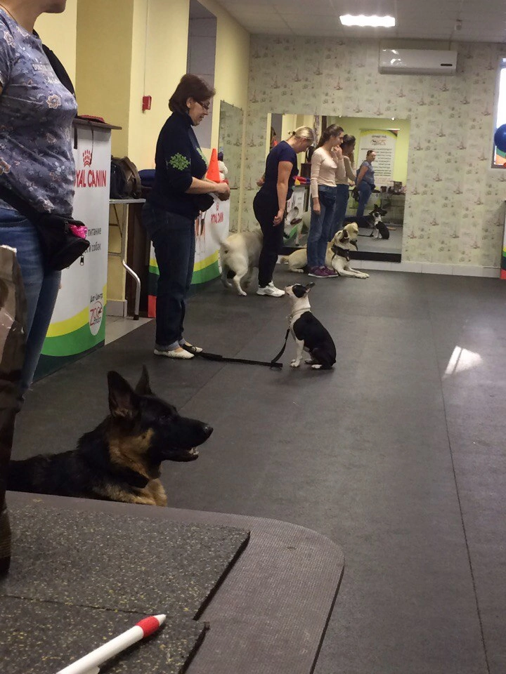 Мы на тренировке с Бостон терьером Жанни