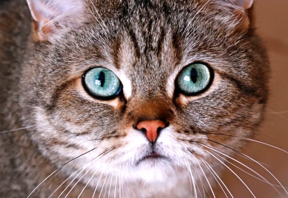 Зрение кошек