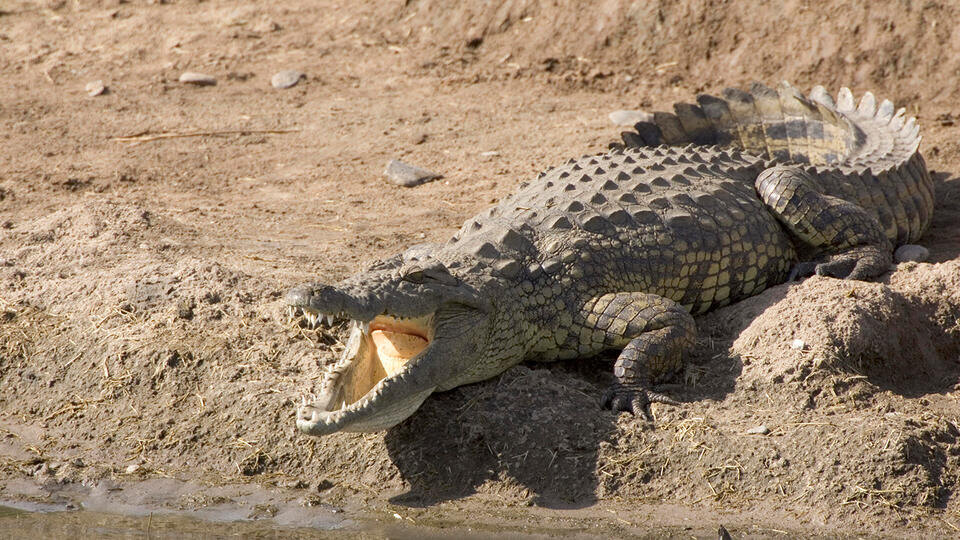Фото: © Global Look Press/Malcolm Schuyl/FLPA